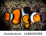 Clownfish with thick black bands in its anemone (Amphiprion percula)