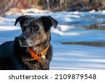 Black dog on frozen river enjoying the snow