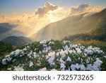 Spring scenery of Hehuan Mountain Main Peak.Sunshine on Azalea's white flowers blossoms(Yushan Rhododendron)by the Trails of Taroko National Park with Crepuscular ray is Taiwan aesthetic sense.Asia.