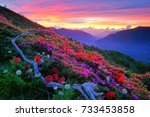 Midsummer scenery of Hehuan Mountain,Red Hairy Azalea, Marguerite and cranpoppy blossom among withered wood with Fiery clouds and silent valley in the Morning twilight is Taiwan aesthetic sense.