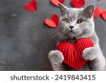 Red knitted heart in the paws of a cat. a gray and black fluffy cat for Valentine's Day or postcard. Textured background with a cat. copy space. valentine's day, lovers day, love concept