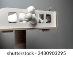 Small photo of white grey cat laying, sleeping, relaxing on a soft cat's shelf of a cat's house, cat tower, cat tree on top indoors. a grey and white cat laying on top of a scratching post. pet ownership, pet friend