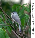 A Tufted Titmouse Perches And...