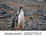 Small photo of Gentoo penguin mother feeds her newborn chicks, and penguin chinks play together