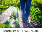 Farmer spraying vegetable green plants in the garden with herbicides, pesticides or insecticides.
