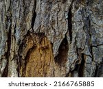 Close Up Of Bark On Tree Stump. ...