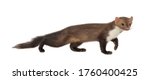 Small photo of Stone marten, or Beech marten (Martes foina), isolated on White background