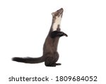 Small photo of Stone marten, or Beech marten (Martes foina), isolated on White background