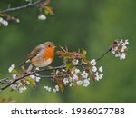 Small photo of Robin (Erithacus rubecula), isolated on the branch of wild cherry (Prunus avium), in bloom with blurred background in spring