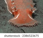 Small photo of Tritonia tetraquetra, one of the largest nudibranchs found in the NE Pacific, is a voracious predator of sea pens. This animal is 8 cm wide.