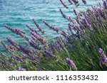 Mediterranean Herb Lavender By...
