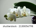Small photo of Gentle white orchid Phalaenopsis close up view with discrete light on the flowers