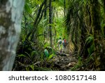 Two hikers make their way through the thick jungle of Corcovado National Park, Costa Rica