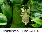Phylliidae Leaf Grasshoppers...