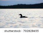 Loon Call on Prelude Lake - Silhouette of Loon - Lake in Northern Canada - Yellowknife Northwest Territories