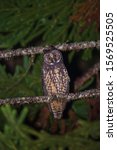 Small photo of Close up of a perched male Stygian Owl (Asio stygius).