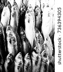 mackerel fish in the fish... | Shutterstock . vector #736394305