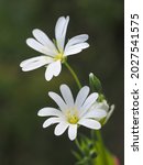 Small photo of Stellaria or Greater stitchwort, white flower, close up. Rabelera holostea is a perennial, herbaceous, flowering plant in the family Caryophyllaceae. Other names is starwort, chickweed, brassy buttons