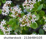 Small photo of Crassula ovata pinkish white blossoms. Inflorescence with small star-like shaped flowers, close up. Jade plant or Chinese rubber is popular, broadleaf, flowering plant of the family Crassulaceae.