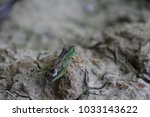 Small photo of Male and female grasshopper propagating in the grass in Indiana. reproduction, reproducing, coitus. Orthoptera