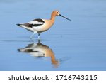 American avocet  wading with...