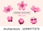 sakura flower set. sakura... | Shutterstock .eps vector #1098977375