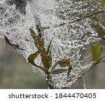 Spiders Web Covered In Dew ...