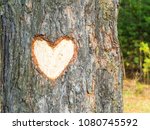 A Heart On Tree Bark In A...