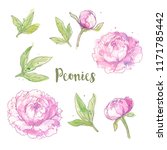 ink  pencil  watercolor flower... | Shutterstock .eps vector #1171785442