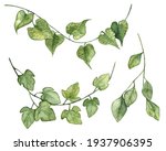 Detailed Realistic Ivy Leaves...