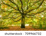 Large Oak Tree  London  England 