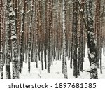 Winter pine forest covered with fresh snow