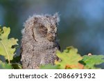 Eurasian Scops Owl Otus Scops ...