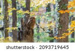 Tawny Owl In The Autumn Forest. ...