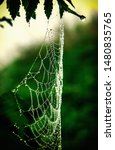 Background Spider Web In...