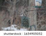 A Tufted Titmouse Seating On A...
