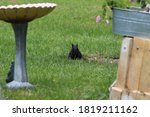 A Black Squirrel Sitting On...