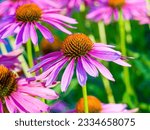 Small photo of Purple coneflowers or hedgehog coneflowers (Echinacea purpurea). Pink or reddish-purple ligulate florets around a domed central spiny protuberance of yellow florets