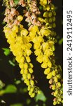 Small photo of Closeup of a hanging raceme of magnificent lemon-yellow flowers of Beale's barberry (Berberia or Mahonia bealei)