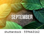 september    green leaf concept ... | Shutterstock . vector #559663162