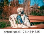 Small photo of wary adult Labrador dog sits on a park bench dressed in a warm wool scarf and fleece blanket in autumn on a sunny day at sunset in the evening