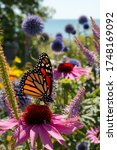 Small photo of Monarch Butterfly sips nectar from beautiful wildflowers in a perennial garden during Summer
