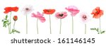different corn poppies  isolated | Shutterstock . vector #161146145