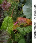Small photo of fall garden colors, rainbow chard, collards, pear tree leaves and clarey sage leaves