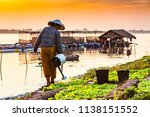 Woman watering vegetables on the banks of the Mekong River.