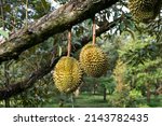 Durian Fruit On The Branch In...