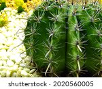 Cactus  With Beautiful Shapes...