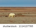 Polar bears on Wrangel Island nature reserve