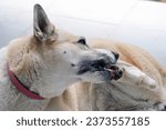 Small photo of Dogs lick, gnaw, sheep, scratch due to itching. from fungi, bacteria, yeast, along the crotch area of the toes Sometimes they even put it in their mouth. may cause various pathogens ingest