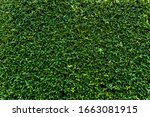 Grass wall texture and background